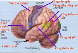 Thái Dương Nằm Ở Đâu Trên Mắt